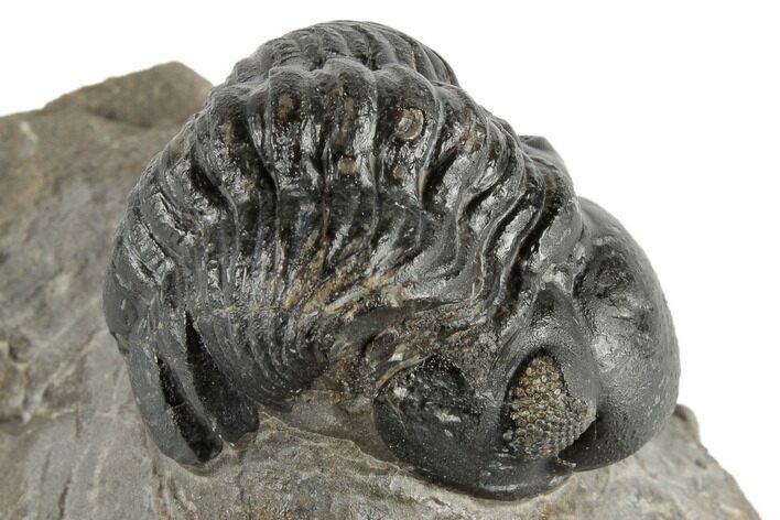 1.3" Detailed Reedops Trilobite - Atchana, Morocco